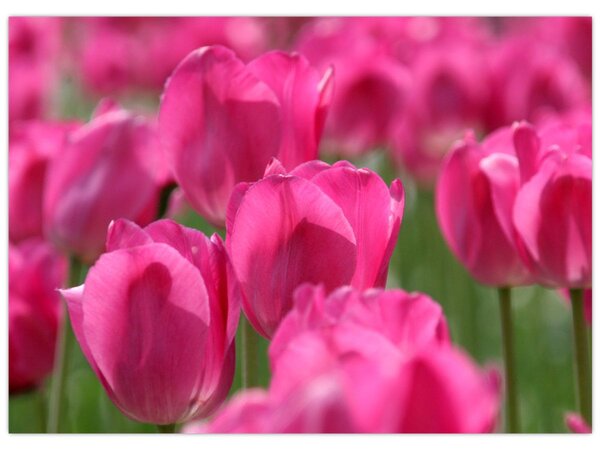 Kép - Rózsaszín tulipánok (70x50 cm)