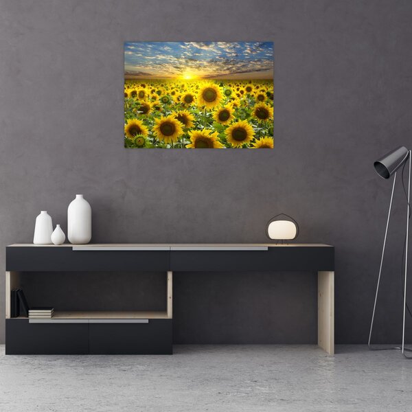 Kép - Napraforgók naplementében (70x50 cm)