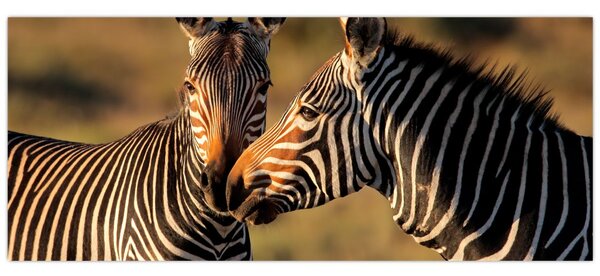 Kép - Két zebra (120x50 cm)