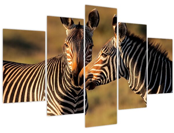 Kép - Két zebra (150x105 cm)