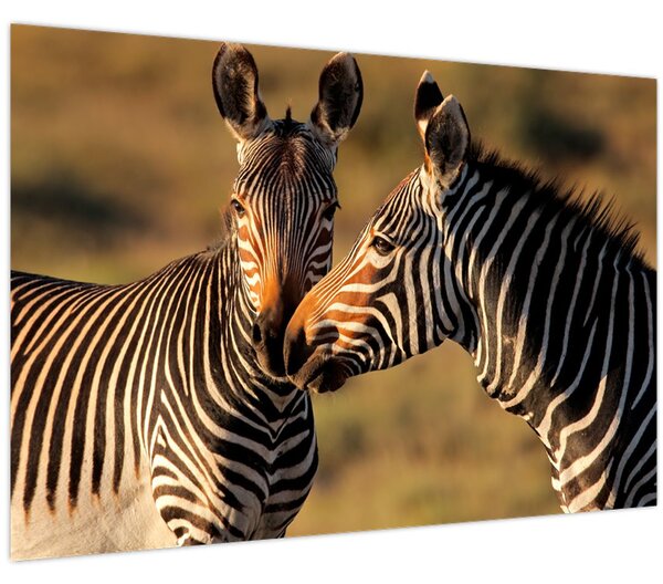 Kép - Két zebra (90x60 cm)