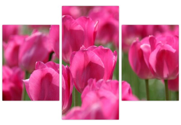 Kép - Rózsaszín tulipánok (90x60 cm)
