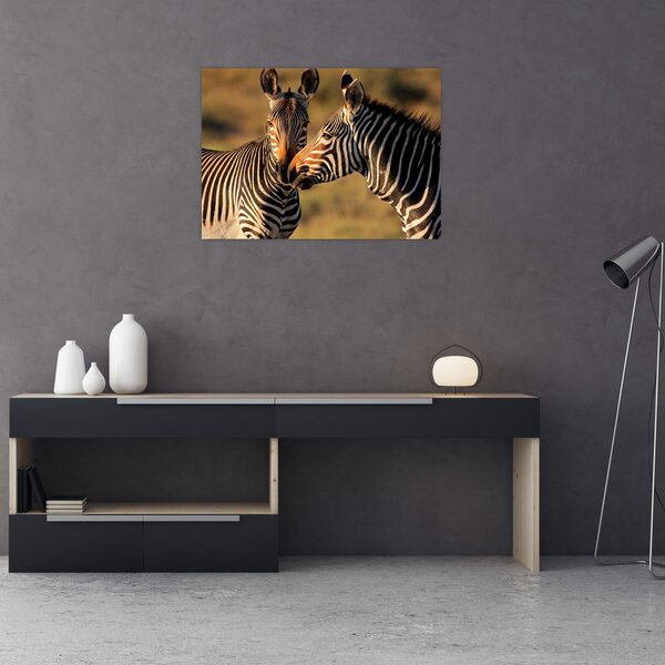 Kép - Két zebra (70x50 cm)