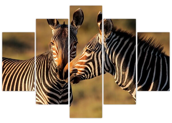 Kép - Két zebra (150x105 cm)