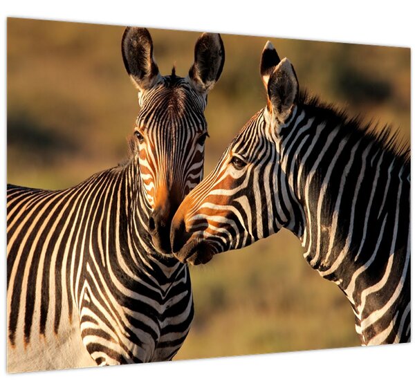 Kép - Két zebra (70x50 cm)