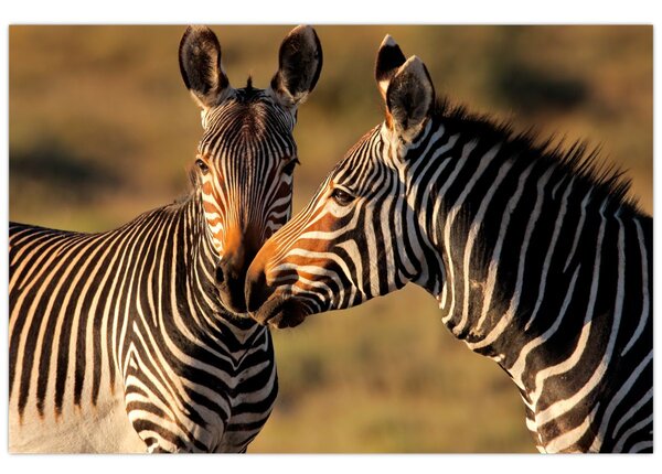 Kép - Két zebra (90x60 cm)