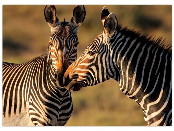 Kép - Két zebra (70x50 cm)