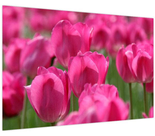 Kép - Rózsaszín tulipánok (90x60 cm)