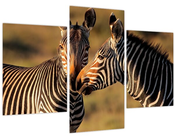 Kép - Két zebra (90x60 cm)