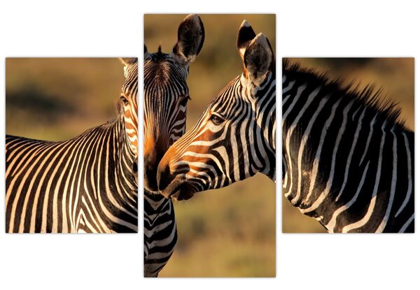 Kép - Két zebra (90x60 cm)