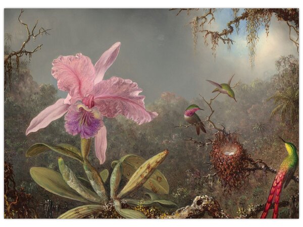 Kép - Martin Johnson Heade, Cattleya Orchid and Three Hummingbirds, reprodukciók (70x50 cm)