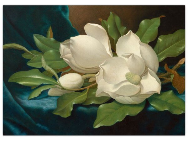 Kép - Martin Johnson Heade, Giant Magnolias on a Blue Velvet Cloth, reprodukciók (70x50 cm)