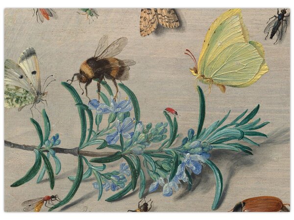 Kép - Jan van Kessel the Elder, Insects and a Sprig of Rosemary, reprodukciók (70x50 cm)