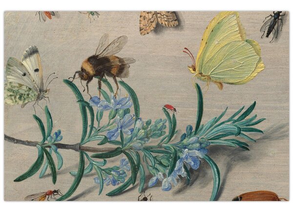 Kép - Jan van Kessel the Elder, Insects and a Sprig of Rosemary, reprodukciók (90x60 cm)