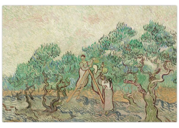 Kép - Vincent van Gogh, The Olive Orchard, reprodukciók (90x60 cm)