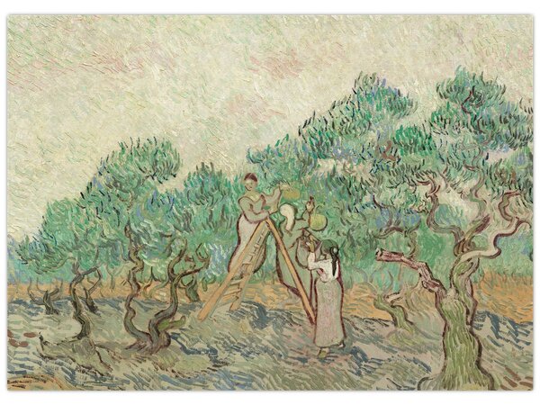 Kép - Vincent van Gogh, The Olive Orchard, reprodukciók (70x50 cm)