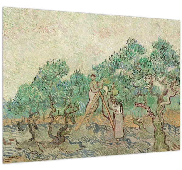 Kép - Vincent van Gogh, The Olive Orchard, reprodukciók (70x50 cm)