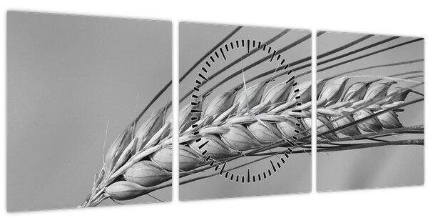 Kép - Búza, fekete-fehér (órával) (90x30 cm)