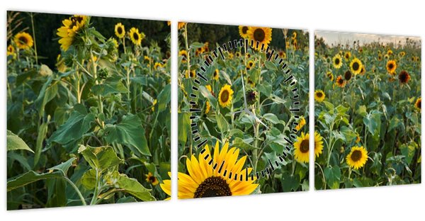 Kép - Napraforgómező II. (órával) (90x30 cm)