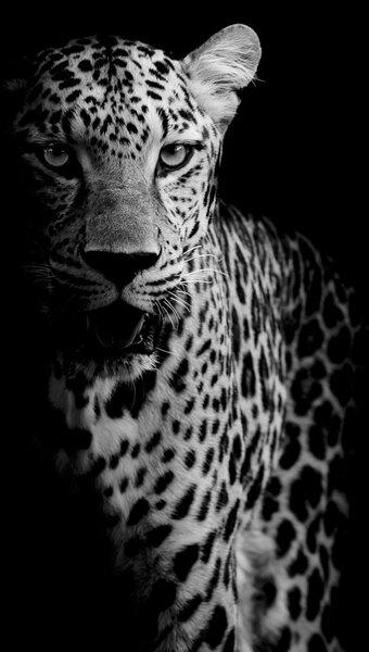 Fotótapéta - Egy leopárd portréja (147x102 cm)