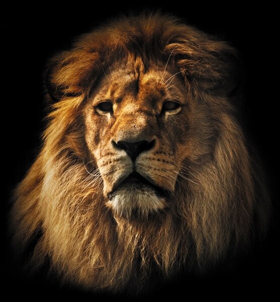 Fotótapéta - Lion (147x102 cm)
