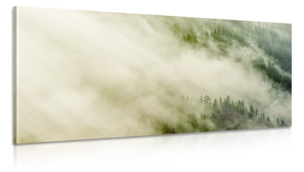 Kép erdő ködben