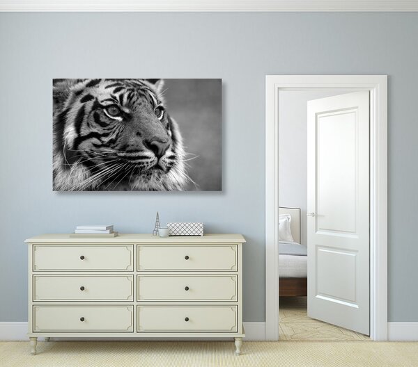 Kép bengáli tigris