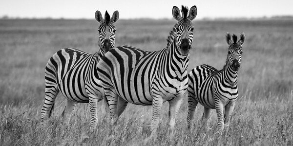 Kép három zebra szavannában