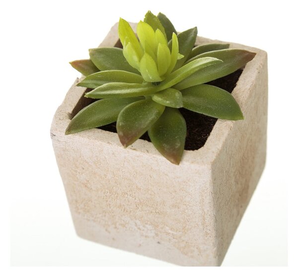 Műnövény szett 6 db-os (magasság 9,5 cm) Cactus – Casa Selección