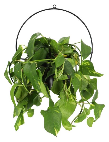 Planter fekete fali virágtartó - Esschert Design
