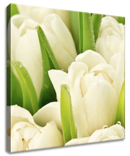 Gario Vászonkép Gyengéd tulipánok Méret: 40 x 40 cm