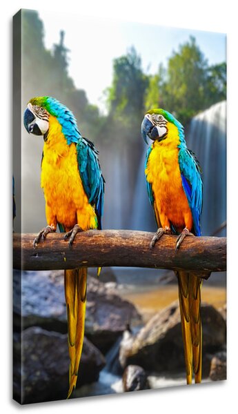 Vászonkép Színes papagájok