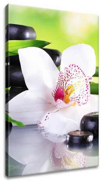 Gario Vászonkép Fehér orchidea és kövek Méret: 40 x 60 cm