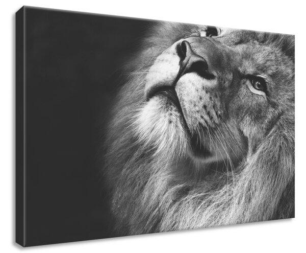 Vászonkép Ezüst oroszlán