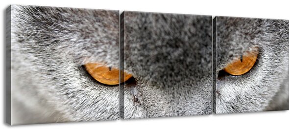 Gario Vászonkép Kandúr, Jenny Downing - 3 részes Méret: 90 x 30 cm