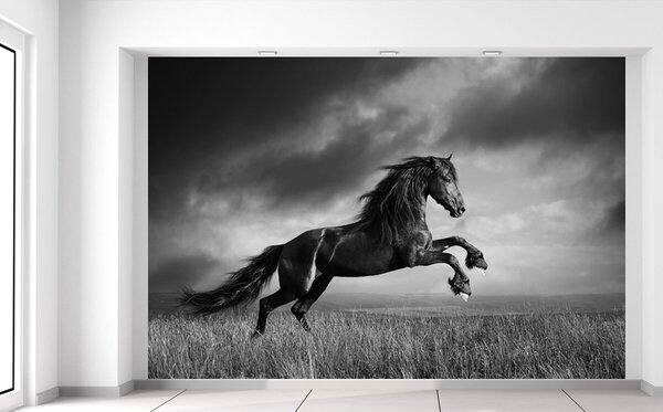 Fotótapéta Titokzatos fekete ló