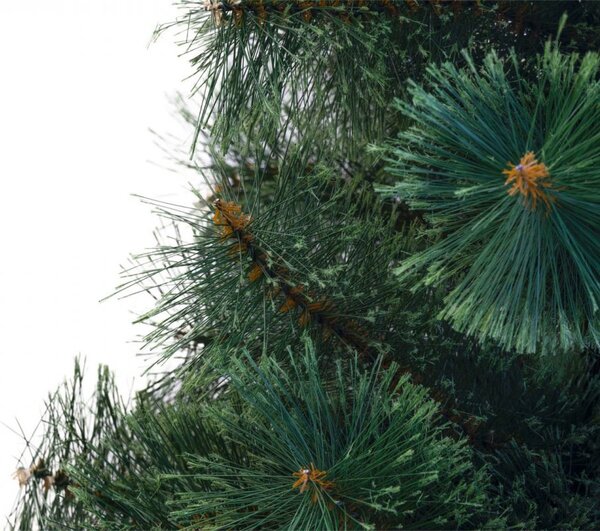 Karácsonyfa - Erdeifenyő 220cm Chilly Green