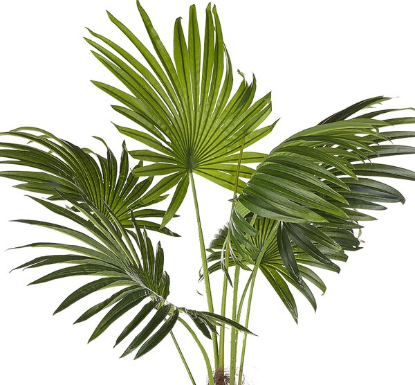Műnövény FAN PALM 100 cm Zöld