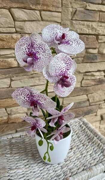 1 szálas lila pöttyös orchidea