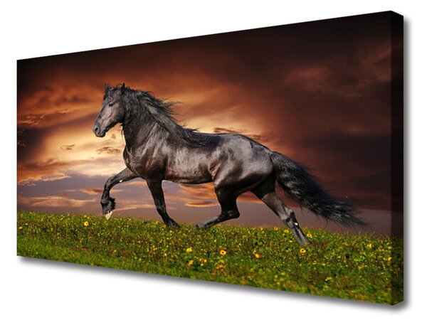 Vászonfotó Black Horse Meadow Állatok 100x50 cm