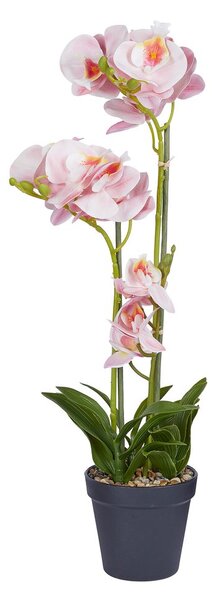 FLORISTA cserepes orchidea 51 cm , sárgabarack szín