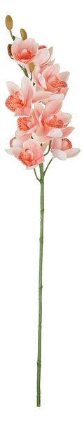 FLORISTA kardvirág 75 cm , sárgabarack szín