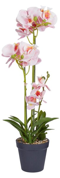 FLORISTA cserepes orchidea 51 cm , sárgabarack szín