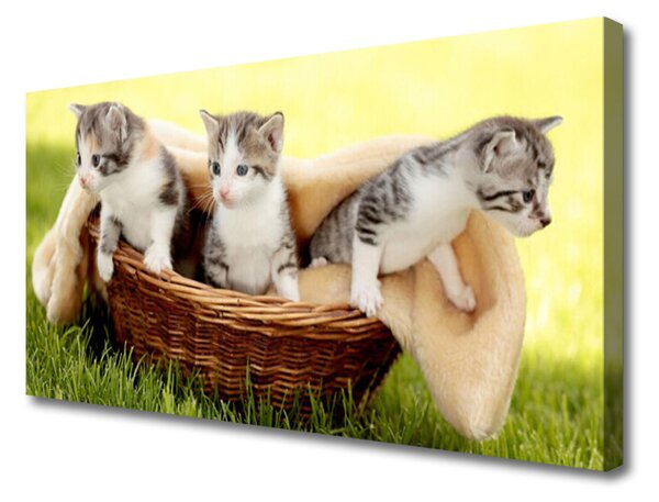 Vászonkép macskák Állatok 100x50 cm