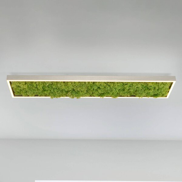 JUST LIGHT. GmbH LED mennyezeti világítás Green Knut valódi mohával, dimmelhető, Zöld, Nappali / Étkező, Modern