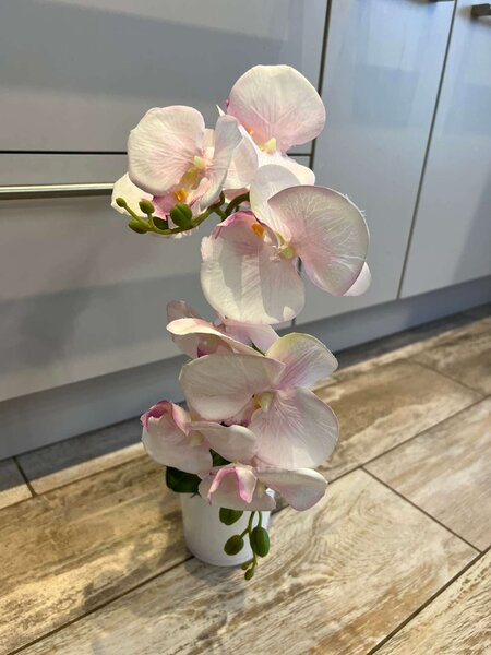 1 szálas halványrózsaszín örök orchidea,kerámia kaspóban!