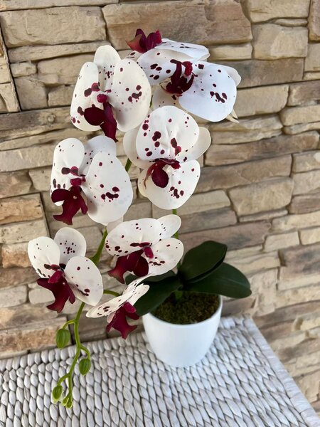 Orchidea 1 szálas kerámia kaspóban -fehér alapon bordó pöttyös