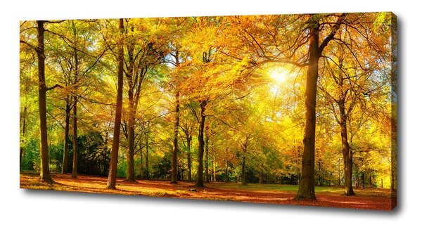 Vászon nyomtatás Erdő ősszel
