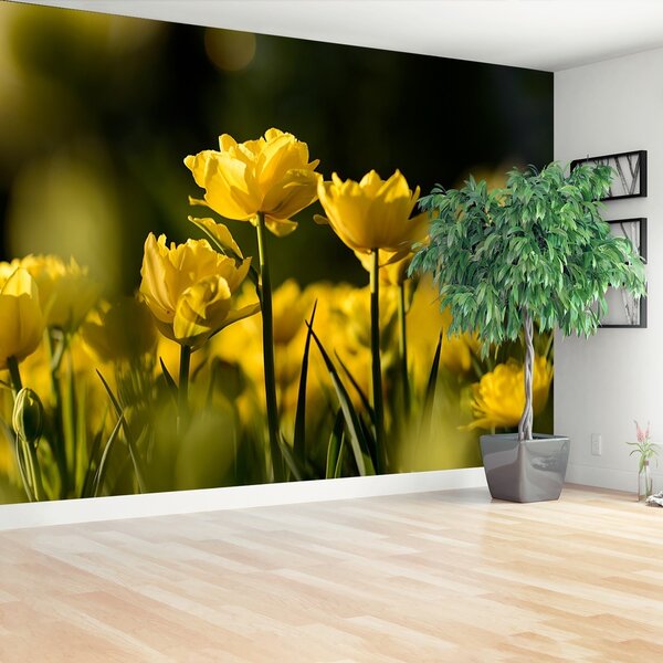 Fotótapéta vlies tapéta sárga tulipán 104x70 cm
