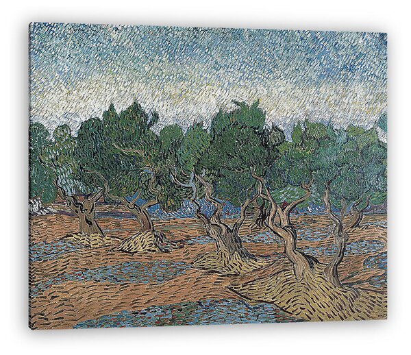Vincent Van Gogh: Olajfa liget (vászonkép)